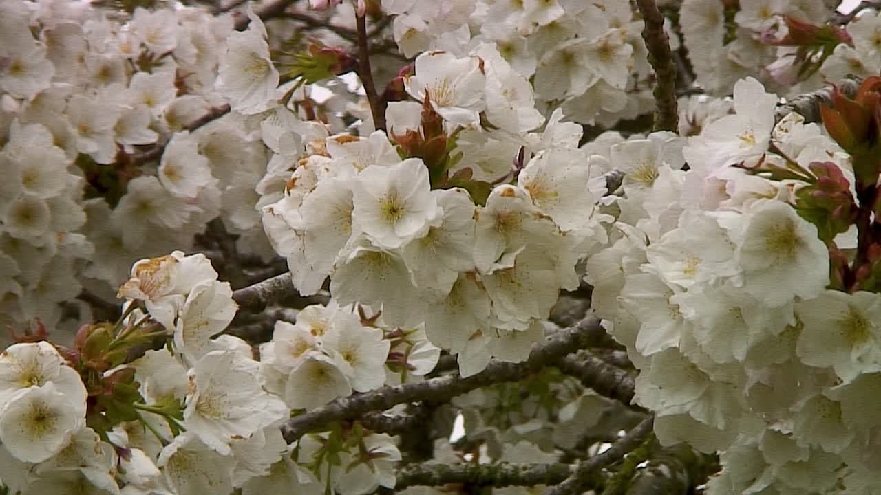 flor blanca del cerezo de primavera, nativo de japón pero plantado en todo el reino unido como decoración en ciudades y pueblos