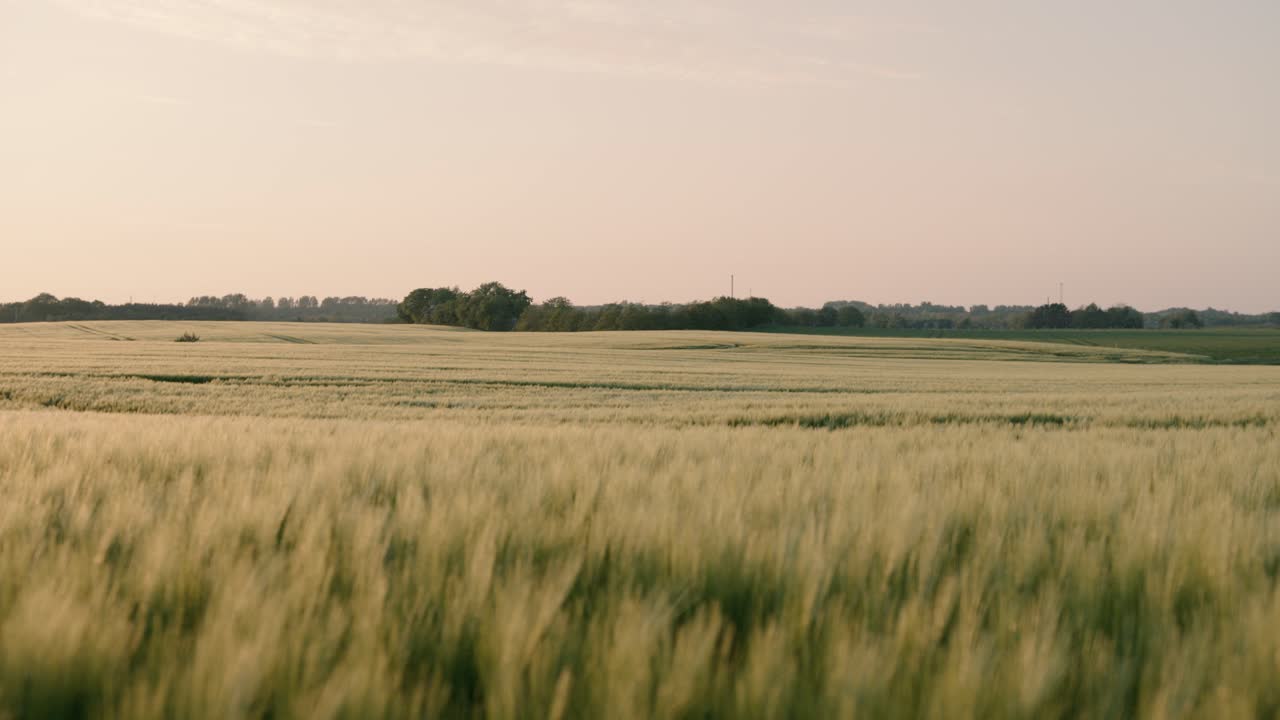 Cinematic footage of Danish wheat fields during golden hour