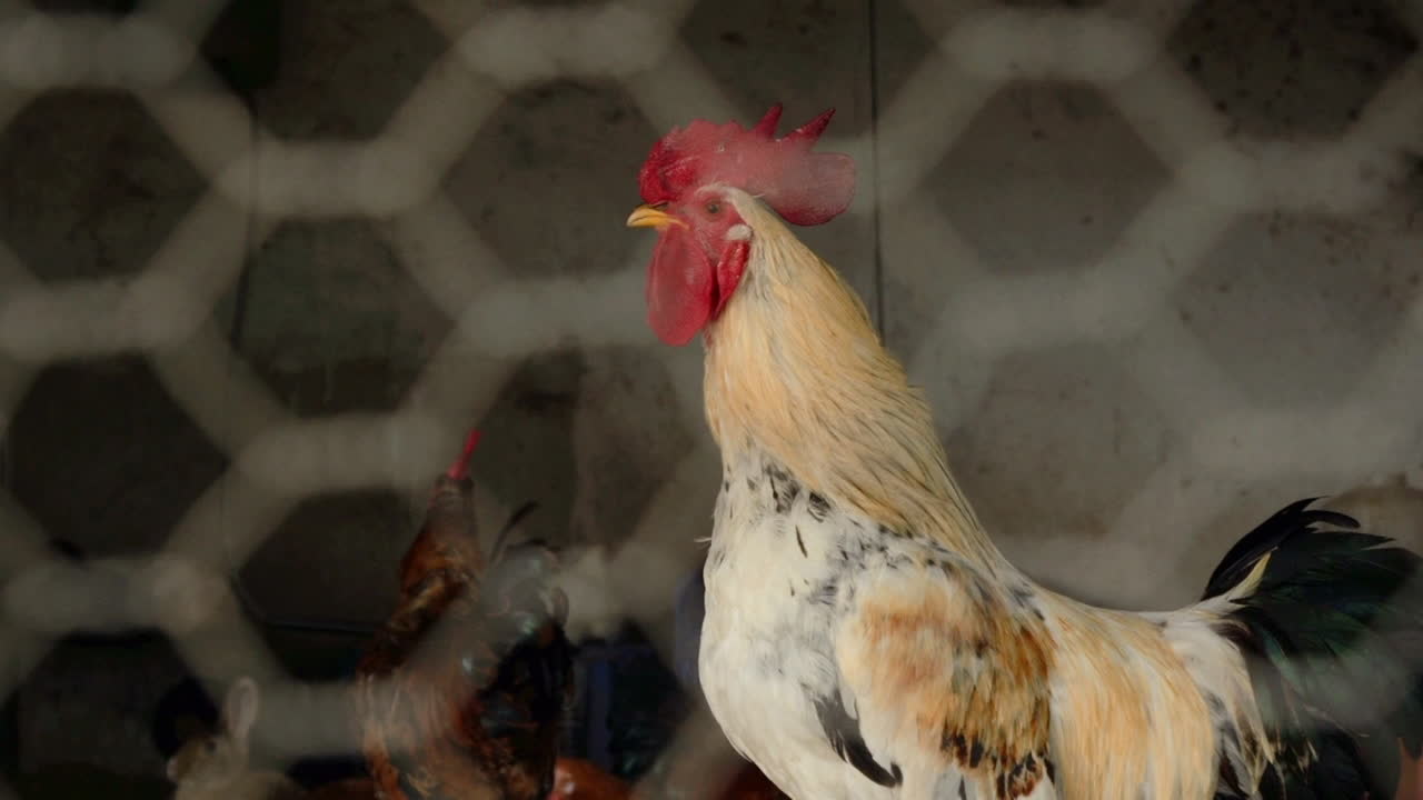 pollo detrás de la red de gallinero