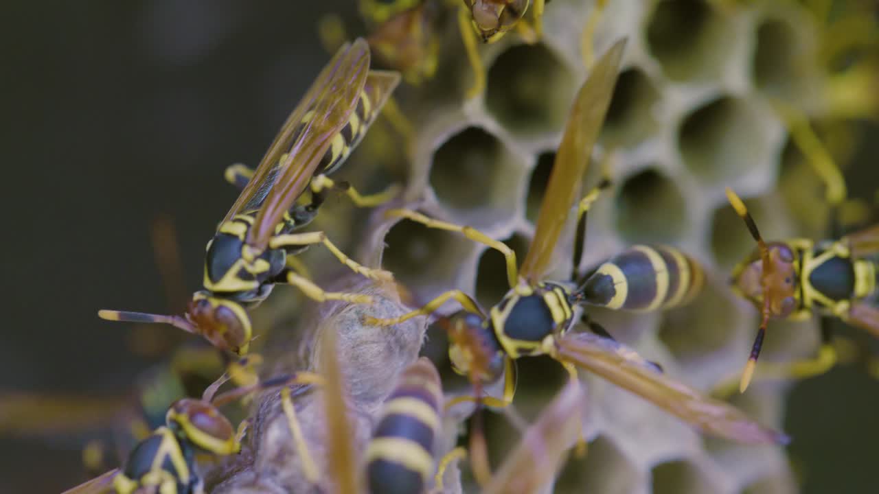Wasp, Hornets, Yellowjackets on nest