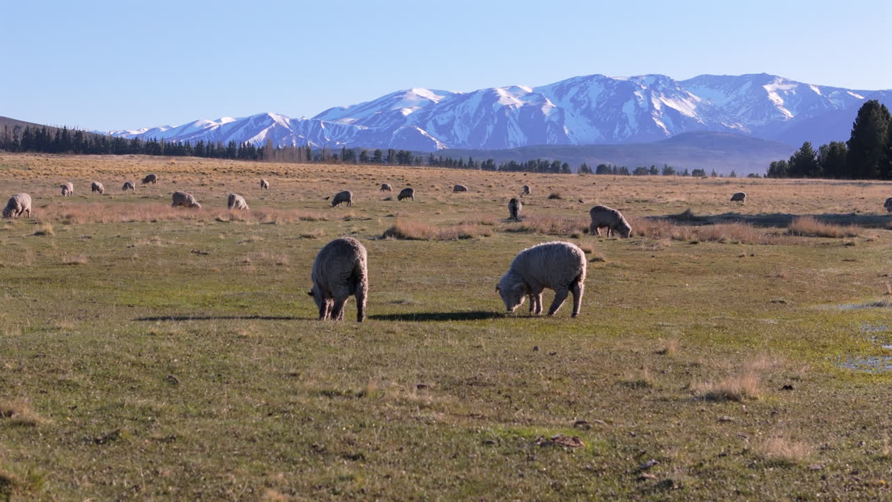 granja de ovejas en el valle agrícola en la patagonia, argentina. industria agrícola sostenible.