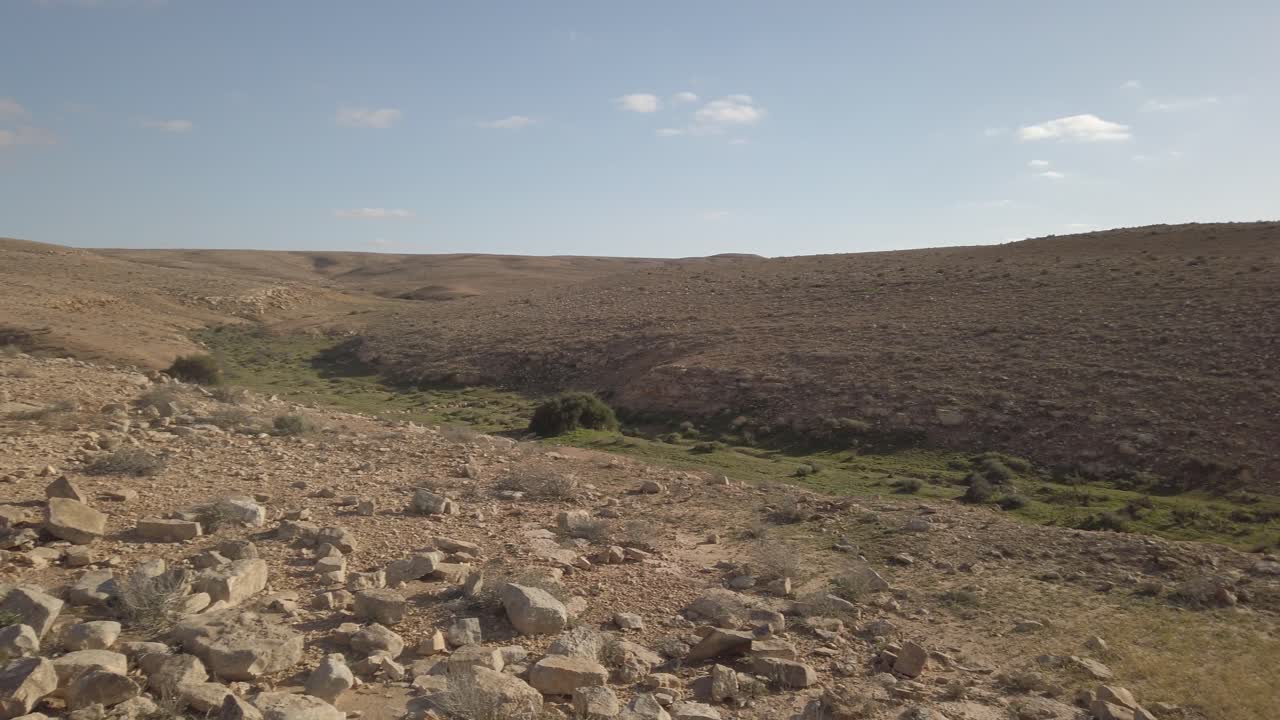 Green blossom plants in the middle of the desert during spring