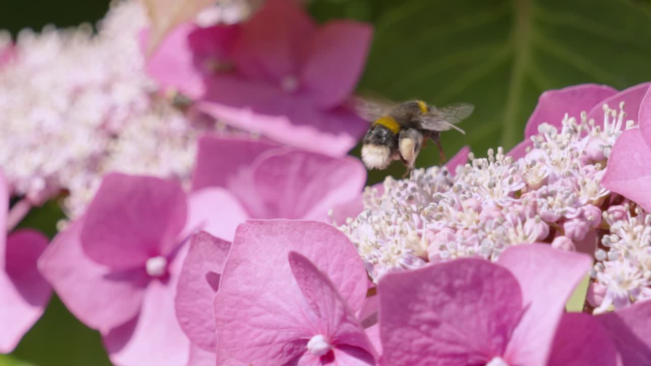 벌이 보라색 호드렌지아 꽃 위를 날아서 착륙하고 꽃가루를 뿌리는 식물