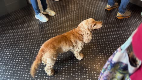 happy golden cocker spaniel wagging tail