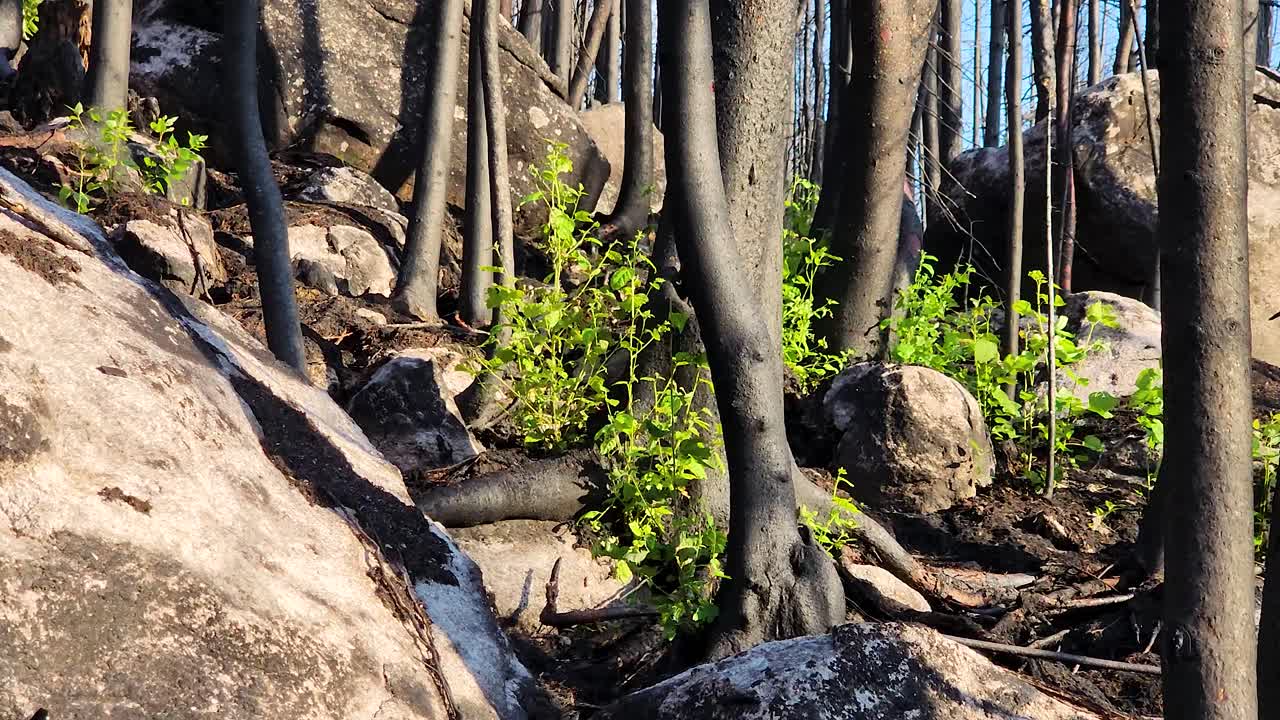 산불 에서 회복 - 바위 풍경 에 있는 캐나다 숲 의 근접 사진
