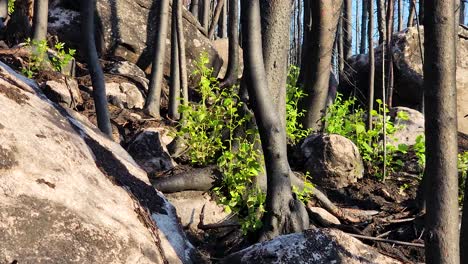 recuperación de un incendio forestal - primer plano de un bosque canadiense en un paisaje rocoso