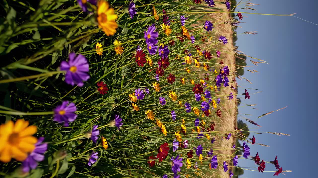 Vibrant wildflowers in a field captured from a low-angle, tilted perspective, creating a dynamic