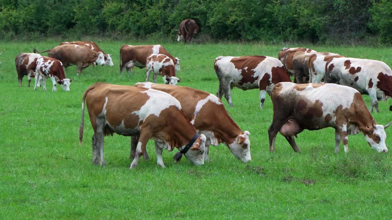 Primo piano di mucche Simmental al pascolo su un verde prato rigoglioso, a simboleggiare l'agricoltura tradizionale e la vita naturale in campagna vicino a Rimetea, in Romania