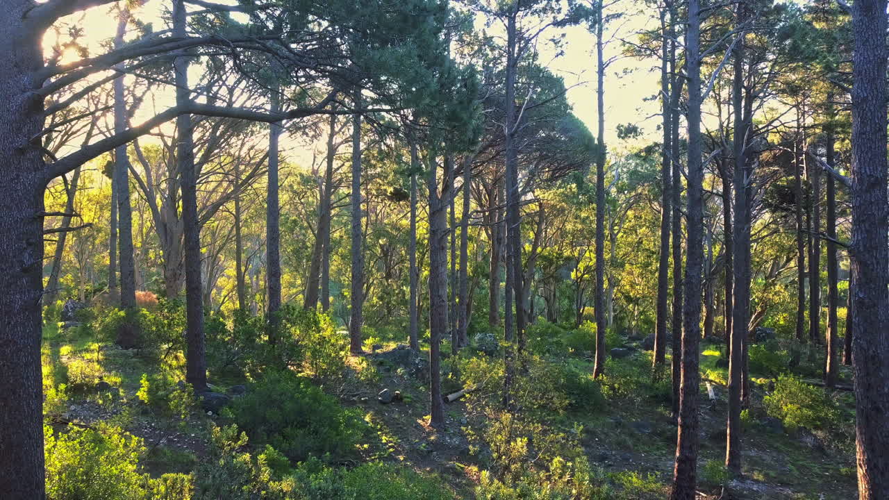 숲 속 의 나무 들 의 4k 드론 영상