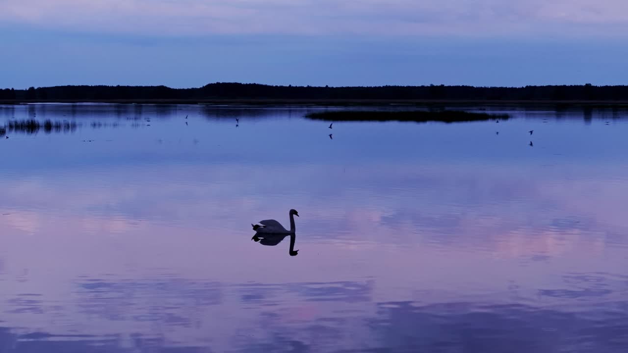 Slow motion of elegant swan and low-flying birds in pink violet spring dusk