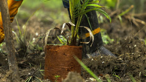 primer plano como un trabajador que despliega una plántula de palmera coyol macauba de una bolsa, lista para plantar