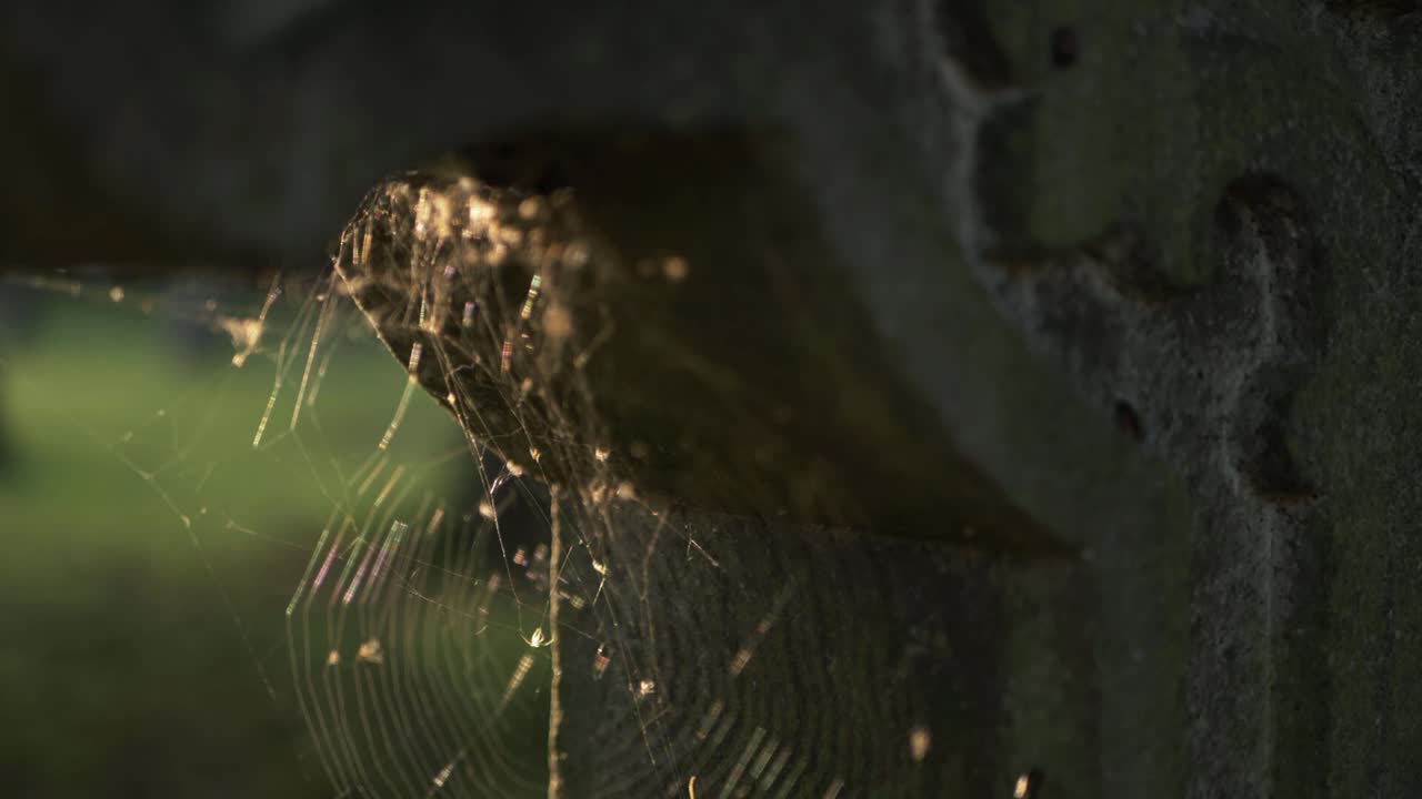 telaraña en una piedra antigua lápida descuidada primer plano