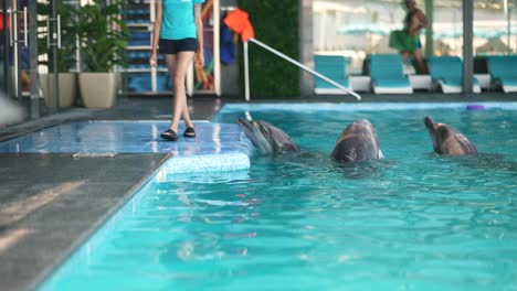 dolphins in a pool