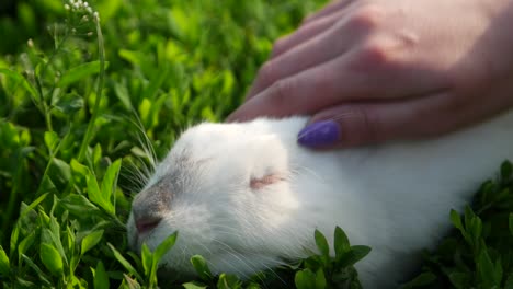petting a white rabbit in green grass