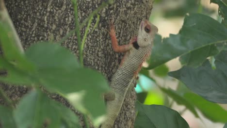 Indische-Garteneidechse-Auf-Baum