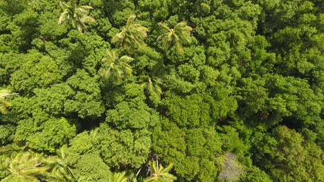 Aerial-drone-shot-in-sunny-day-time.-fly-over-palm-trees-mangrove-forest-and-bea