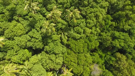 drone aéreo disparado en un día soleado. vuela sobre palmeras bosque de manglares y bea