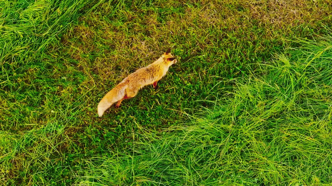 Captura em câmera lenta de cima de uma raposa se movendo pela grama texturizada.