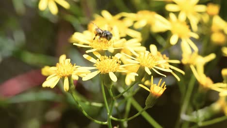 Flor-De-Las-Almas-Planta-Tóxica-Común-En-Los-Pastos