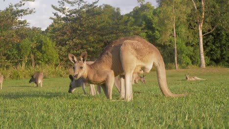 Grupo-De-Canguros-Comiendo-Hierba-Repentinamente-Levantó-La-Cabeza-Con-Las-Orejas-Pinchadas---Canguros-Australianos-Pastando-En-Un-Día-Soleado---Costa-Dorada,-Qld,-Australia