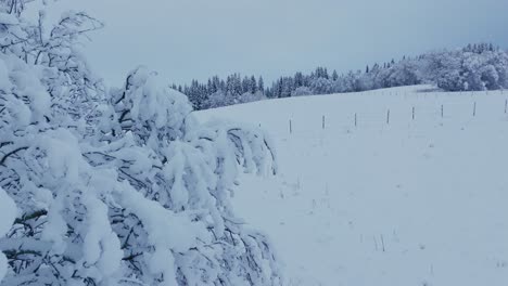 Winter-Landscape-With-Trees-Full-Of-Heavy-Snow-In-Indre-Fosen,-Norway---Pullback