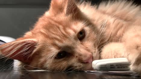 Adorable-fluffy-cat-falling-asleep,-close-up-view