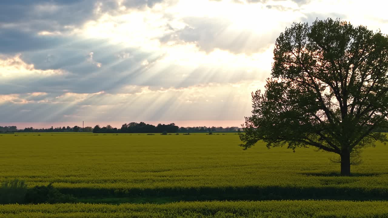 Expansive rapeseed field with distant horizon and cloudy sky