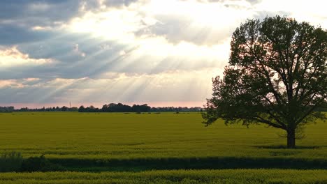 expansive rapeseed field with distant horizon and cloudy sky