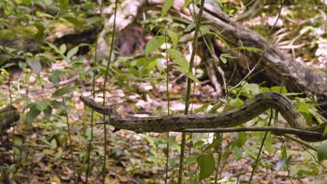 snake-that-blends-seamlessly-into-its-leafy-habitat