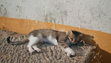 lazy cat sleeping bench at sunshine. cute pet basking on hot concrete surface