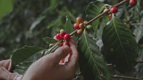 coffee harvesting