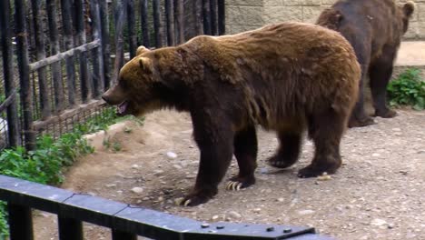 brown bears in captivity in alaska