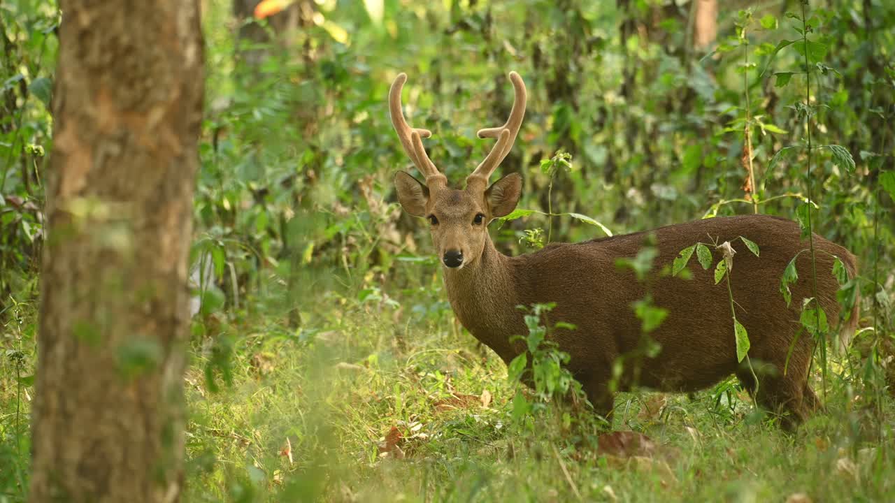 ciervo de cerdo indio, hyelaphus porcinus fue encontrado guiñando el ojo y aleteando las orejas a la cámara en un hermoso bosque mágico con un suave sol que atraviesa el follaje de una magnífica vegetación
