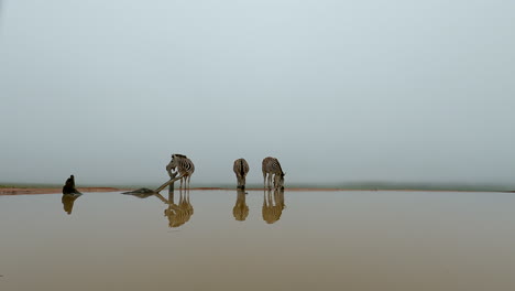 mirrored frontal view in calm waterhole of zebras drinking on misty morning