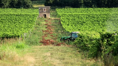 tractor spraying vines in vineyard on early summer morning