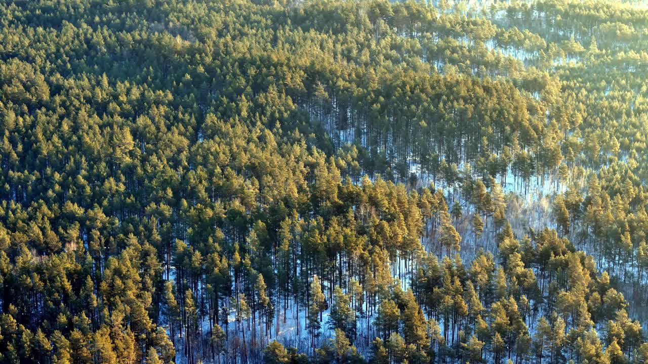 Ilmakuva dronella tallentaa tiheän ikivihreän mäntymetsän Siperian sydämessä kirkkaana talviaamuna, kun kultainen auringonvalo osuu puiden latvoihin heittäen pitkiä varjoja tuoreen valkoisen lumen yli.