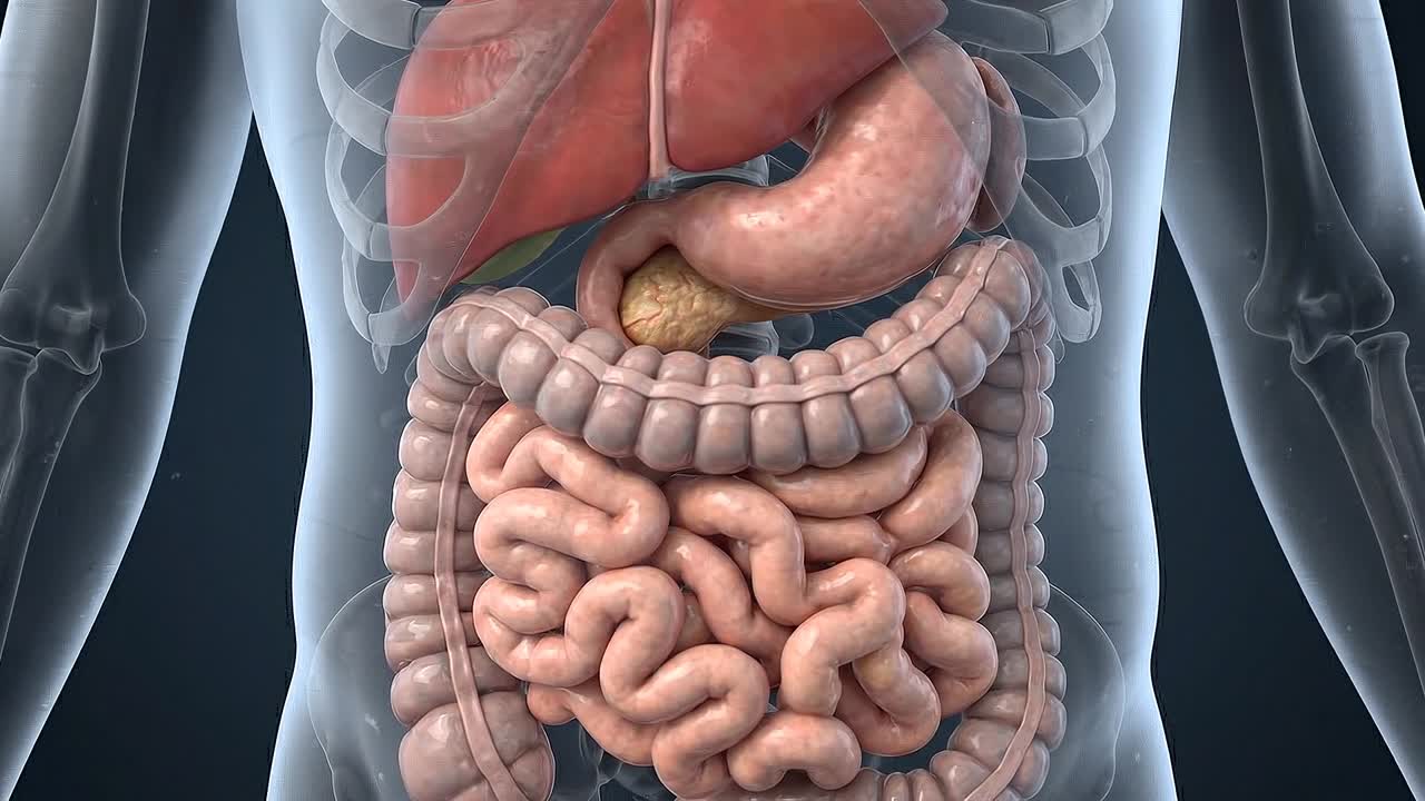 Advanced medical interface showing kidneys highlighted inside human body with data overlay visualization