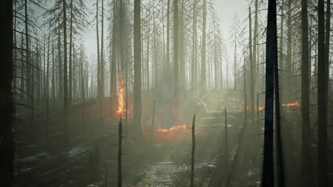 Incendio-Forestal-Con-árboles-Quemados-Después-De-Un-Incendio-Forestal