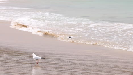 seagulls interact along a serene beach with gentle waves under soft lighting, capturing a peaceful coastal scene