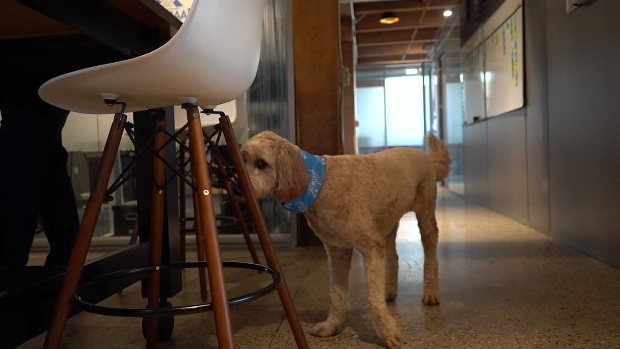 사무실에서 산책하는 강아지의 클로즈업 보기