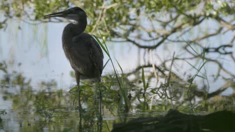 a great blue heron stands gracefully among tree branches, its feathers catching the light as it surveys the wetland