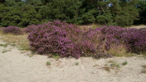 fast dolly of purple heaths surrounded by beautiful sand dunes on a sunny autumn day