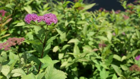 planta de meadowsweet japonesa en el viento fuerte