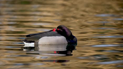 closeup, adult rosy billed pochard duck peacefully sleeping on gentle wavy water