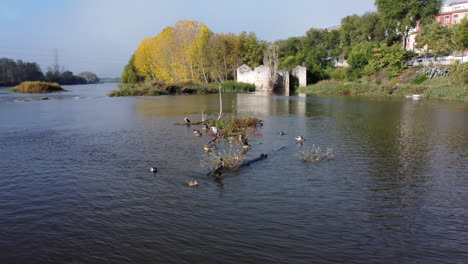 Schwarze-Kormorane-Im-Fluss