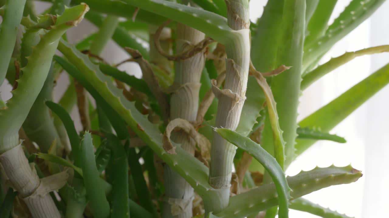 planta de aloe vera que gira, que se da vueltas