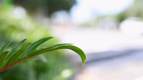 close-up of a philodendron leaf with blurred urban background, capturing natural beauty in a city environment