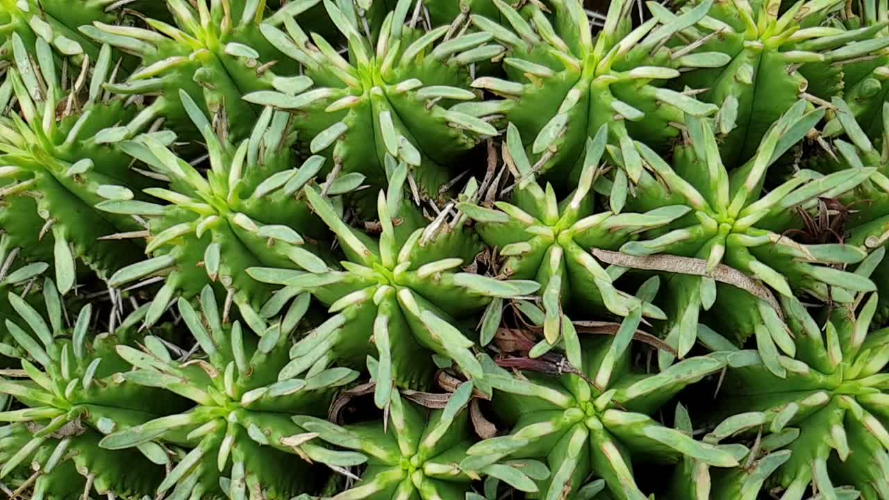 카메라가 슬로우 모션으로 움직일 때 짙은 녹색 줄기, 아름다운 자연 녹색 질감 및 패턴으로 온통 가시가 있는 둥근 선인장