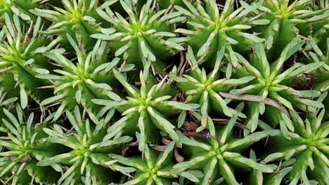 round cactus with thorns all over with deep green colored stems, beautiful natural green texture and patterns as camera moves in slow motion