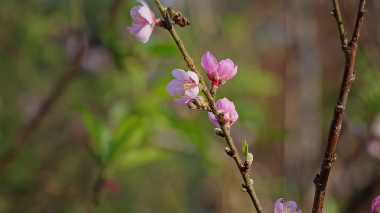 Pink Peach Blossoms in Spring